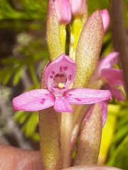Disa vaginata