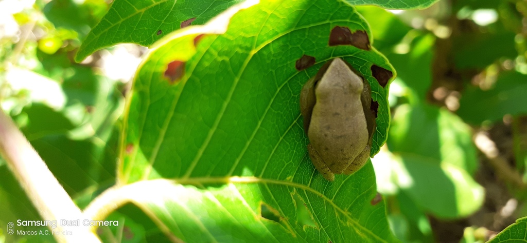 Three-Banded Treefrog