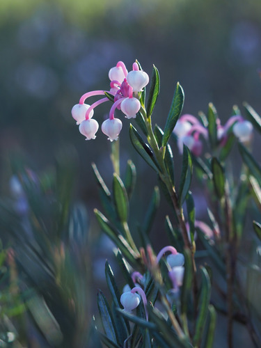 Andromeda polifolia iNat (2)