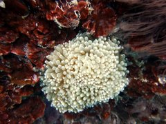 Euphyllia cristata