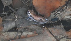 Litoria dentata