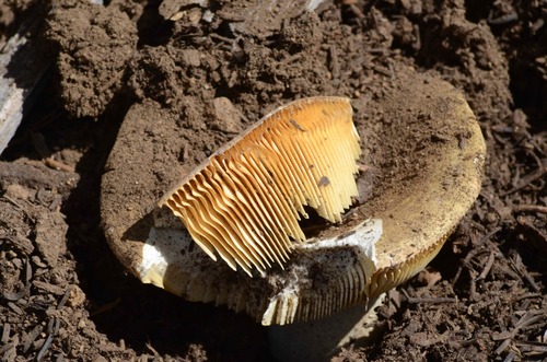 iNaturalist observation photo of brittlegills