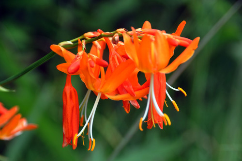 Crocosmia image