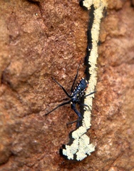 Rhynocoris albopunctatus