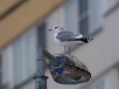 Larus canus