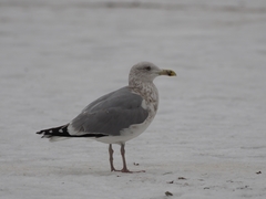 Larus argentatus
