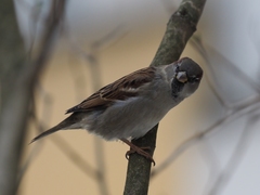 Passer domesticus