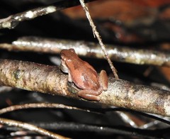 Litoria balatus