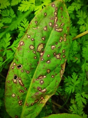 Venturia rumicis