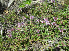 Thymus sibiricus