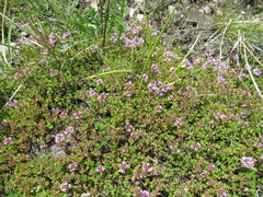 Thymus sibiricus