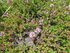 Thymus sibiricus