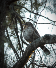Turdus merula