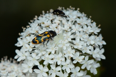 Castiarina flavopicta