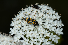 Castiarina flavopicta