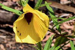 Hibiscus divaricatus
