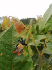 Apiomerus vexillarius