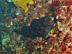 Aplodactylus westralis