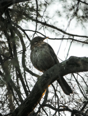 Turdus merula