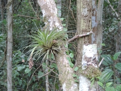 Tillandsia stricta