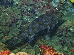 Aplodactylus westralis