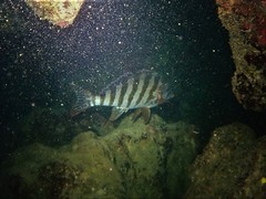 Goniistius rubrolabiatus