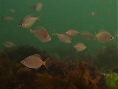 Parequula melbournensis