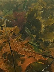 Halichoeres brownfieldi