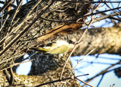 Picus viridis