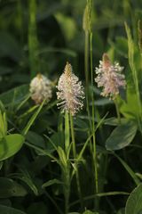 Plantago media