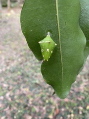 Tanaecia