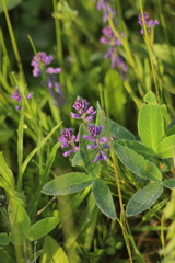 Polygala comosa