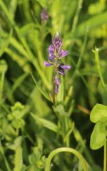Polygala comosa