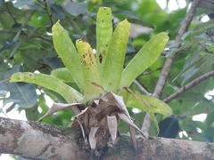 Vriesea