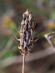 Trigonella spicata