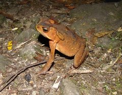 Ingerophrynus celebensis