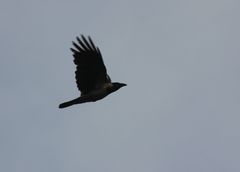 Corvus cornix