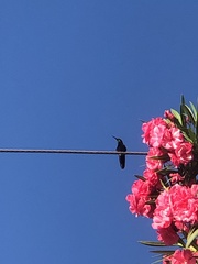 Anthracothorax dominicus
