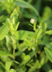 Leucanthemum vulgare