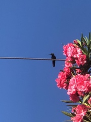 Anthracothorax dominicus