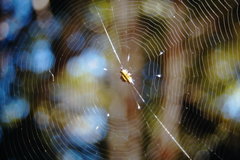Gasteracantha taeniata