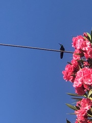 Anthracothorax dominicus
