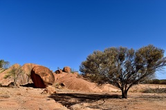 Acacia aneura