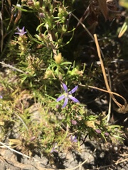 Wahlenbergia subulata