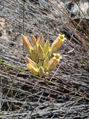 Tylecodon ventricosus