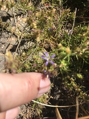 Wahlenbergia subulata