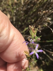 Wahlenbergia subulata