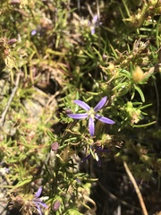 Wahlenbergia subulata