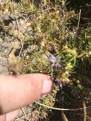 Wahlenbergia subulata