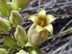 Tylecodon ventricosus